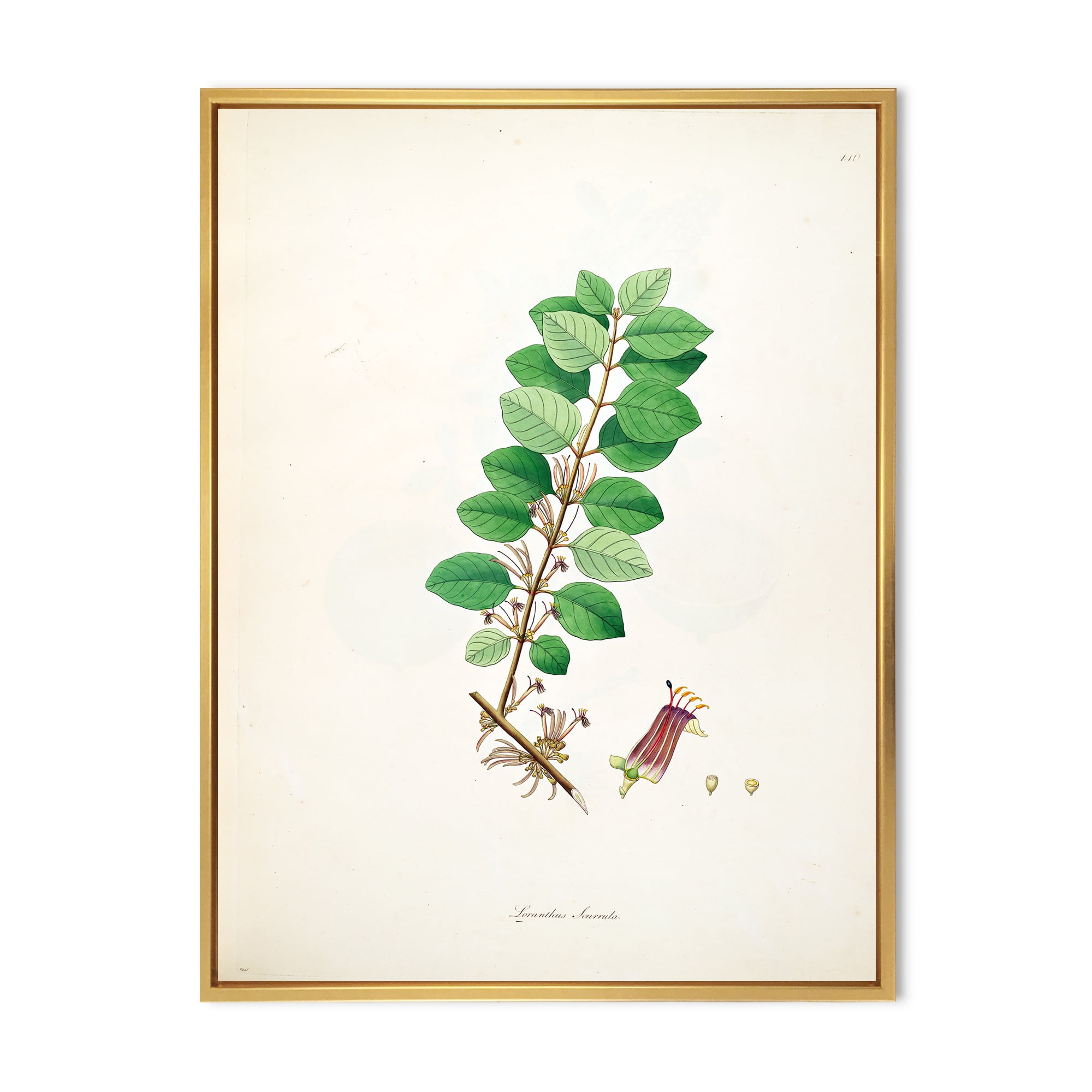 Designart 'Ancient Plant Life XVII' Farmhouse Framed Canvas Wall Art Print