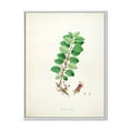 thumbnail image 1 of Designart 'Ancient Plant Life XVII' Farmhouse Framed Canvas Wall Art Print, 1 of 5