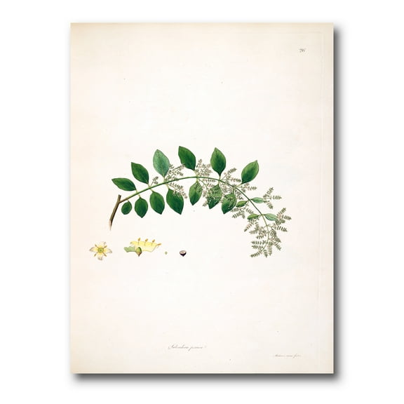 Designart ' Ancient Plant Life XVIII ' Farmhouse Canvas Wall Art Print