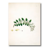 Designart ' Ancient Plant Life XVIII ' Farmhouse Canvas Wall Art Print