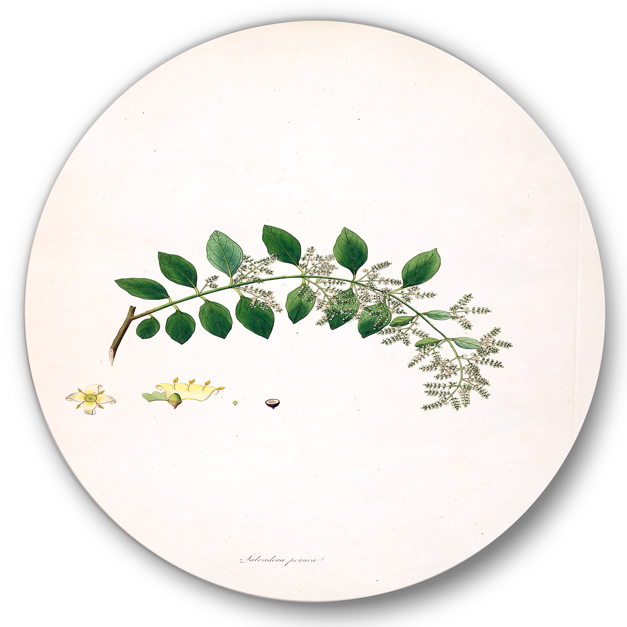 Designart 'Ancient Plant Life XVIII' Farmhouse Circle Metal Wall Art 23x23 - Disc of 23