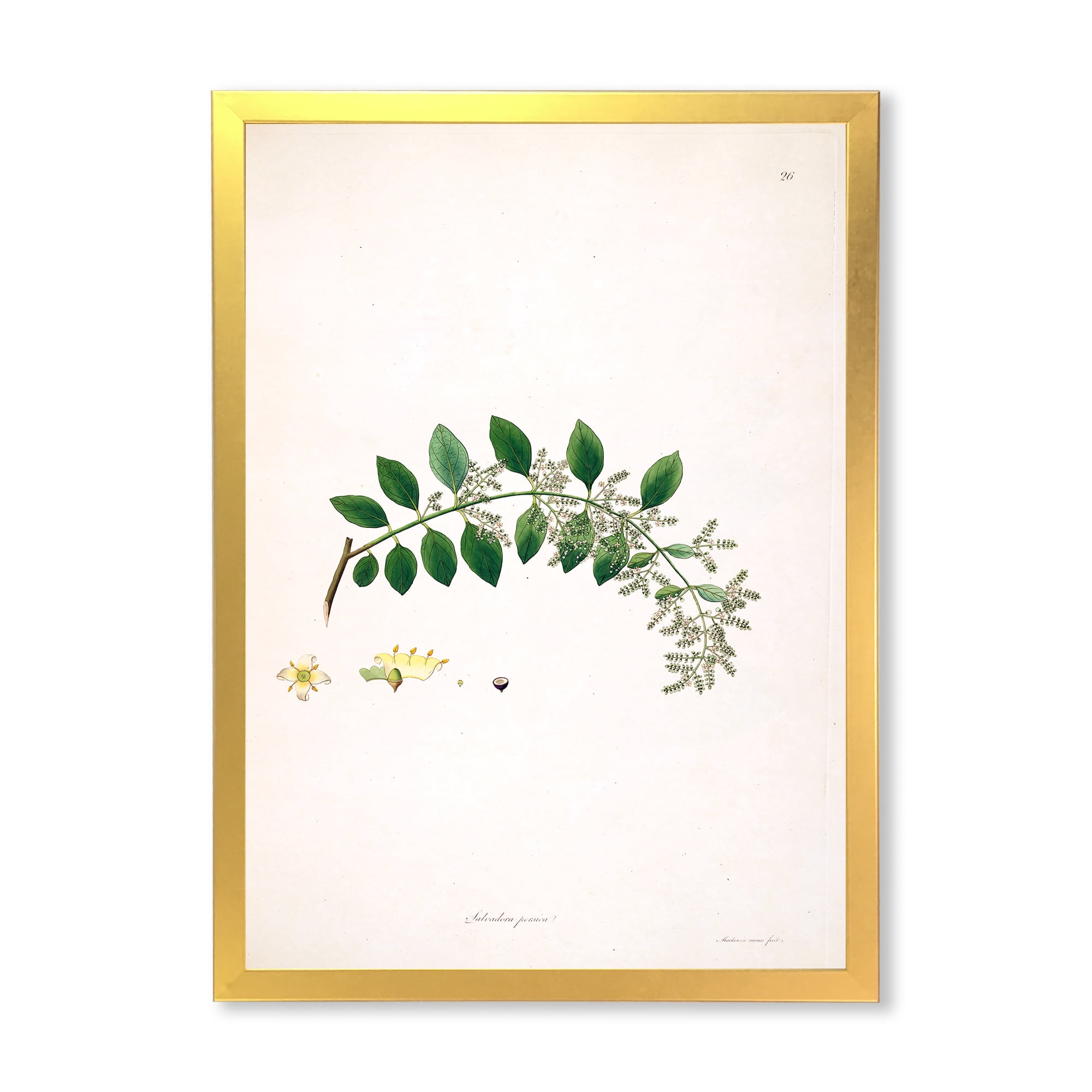 Designart 'Ancient Plant Life XVIII' Farmhouse Framed Art Print