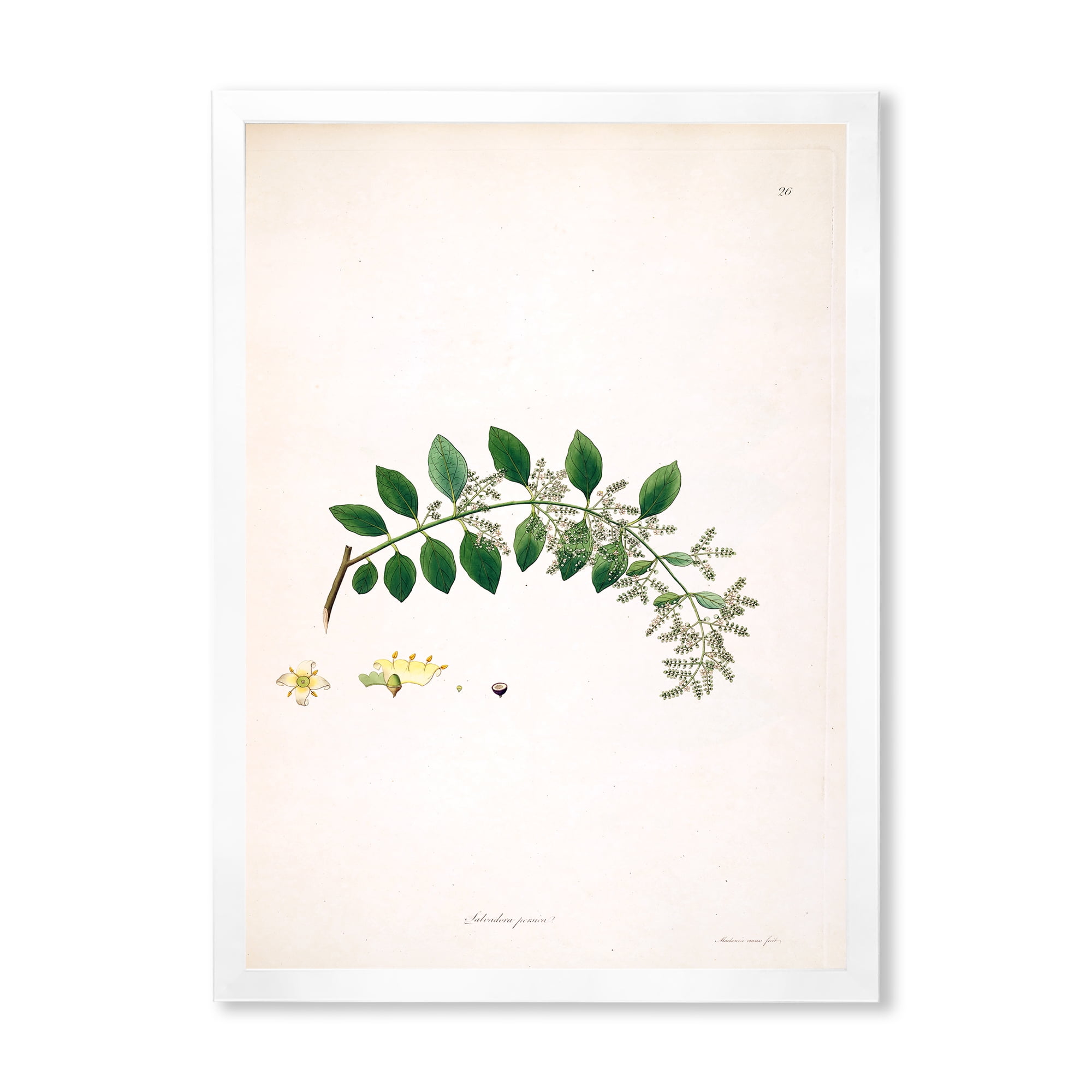 Designart 'Ancient Plant Life XVIII' Farmhouse Framed Art Print
