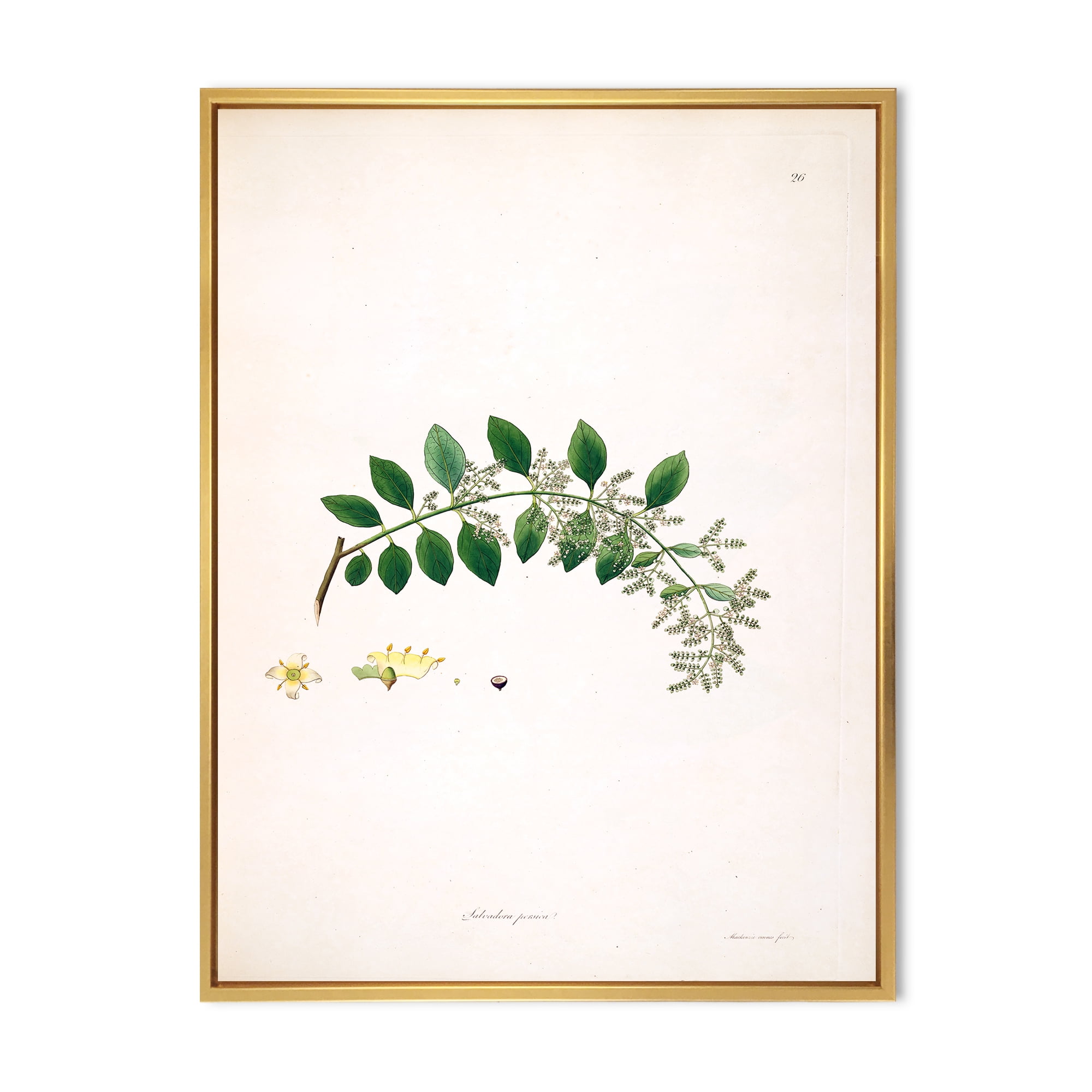 Designart 'Ancient Plant Life XVIII' Farmhouse Framed Canvas Wall Art Print