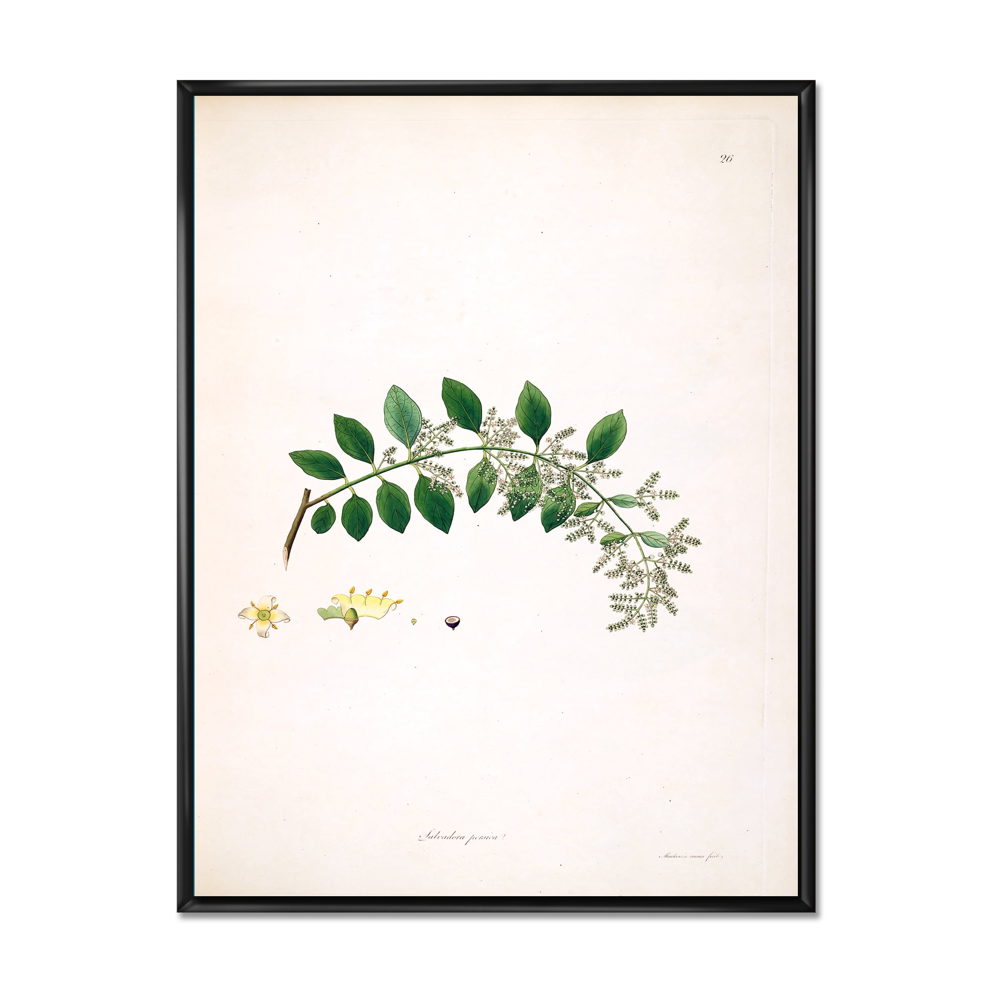 Designart 'Ancient Plant Life XVIII' Farmhouse Framed Canvas Wall Art Print