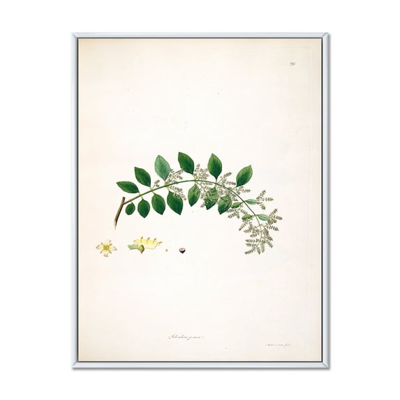 Designart 'Ancient Plant Life XVIII' Farmhouse Framed Canvas Wall Art Print
