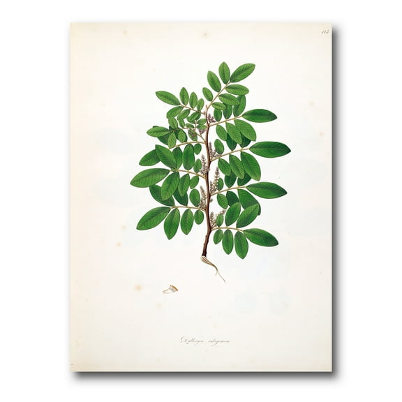 Designart ' Ancient Plant Life XX ' Farmhouse Canvas Wall Art Print
