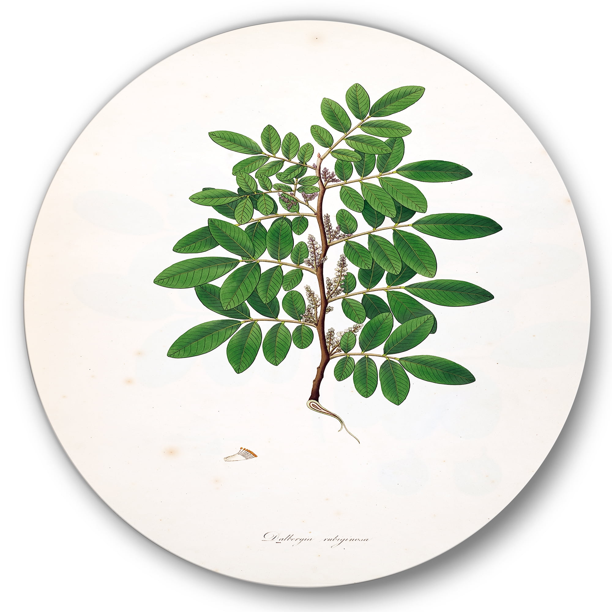 Designart 'Ancient Plant Life XX' Farmhouse Circle Metal Wall Art 11x11 - Disc of 11