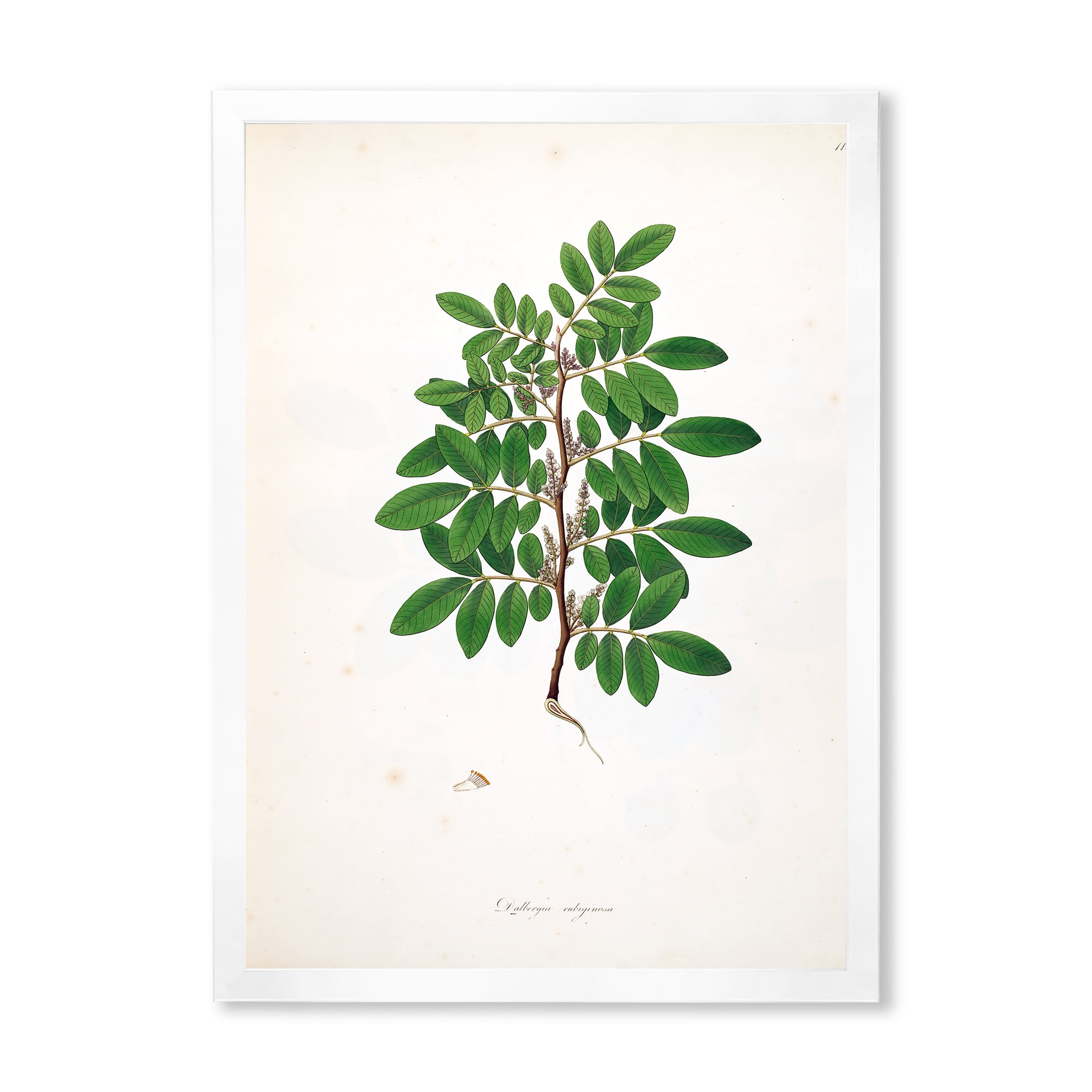 Designart 'Ancient Plant Life XX' Farmhouse Framed Art Print