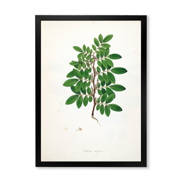 Designart 'Ancient Plant Life XX' Farmhouse Framed Art Print