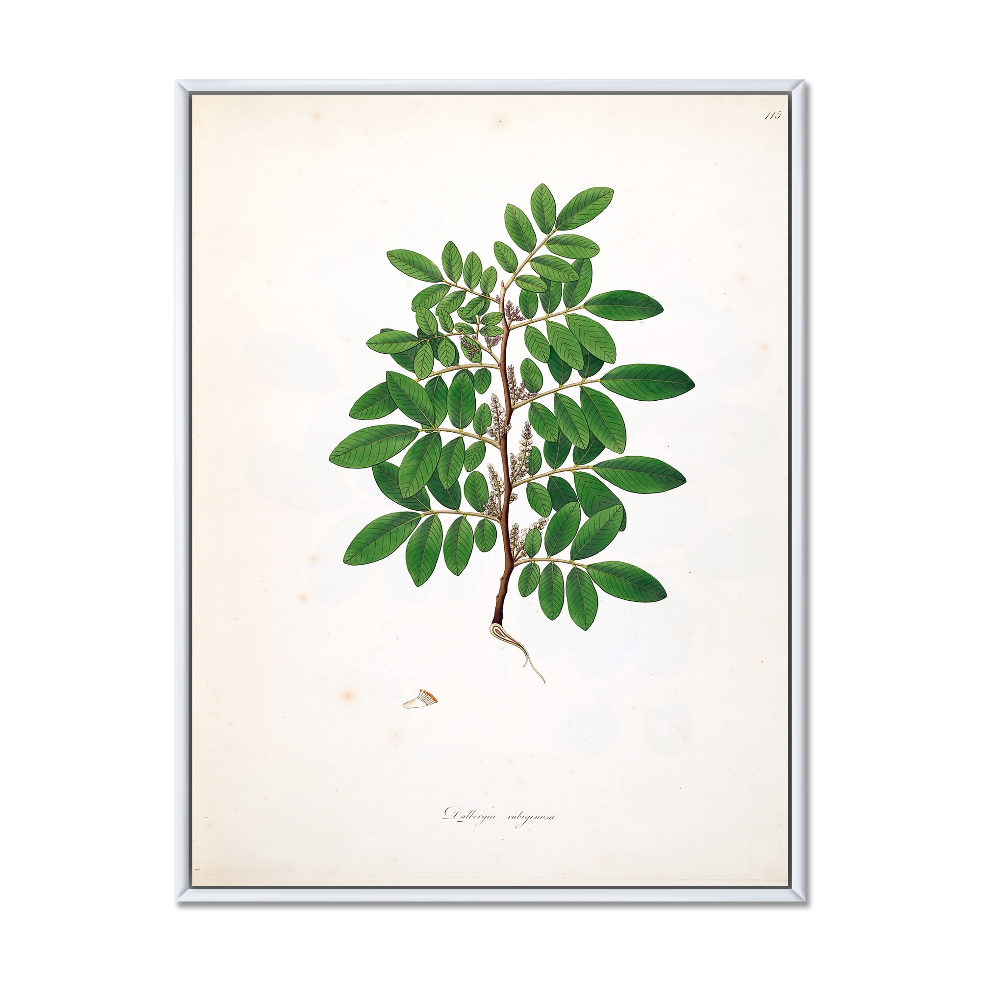 Designart 'Ancient Plant Life XX' Farmhouse Framed Canvas Wall Art Print