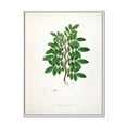 thumbnail image 1 of Designart 'Ancient Plant Life XX' Farmhouse Framed Canvas Wall Art Print, 1 of 5
