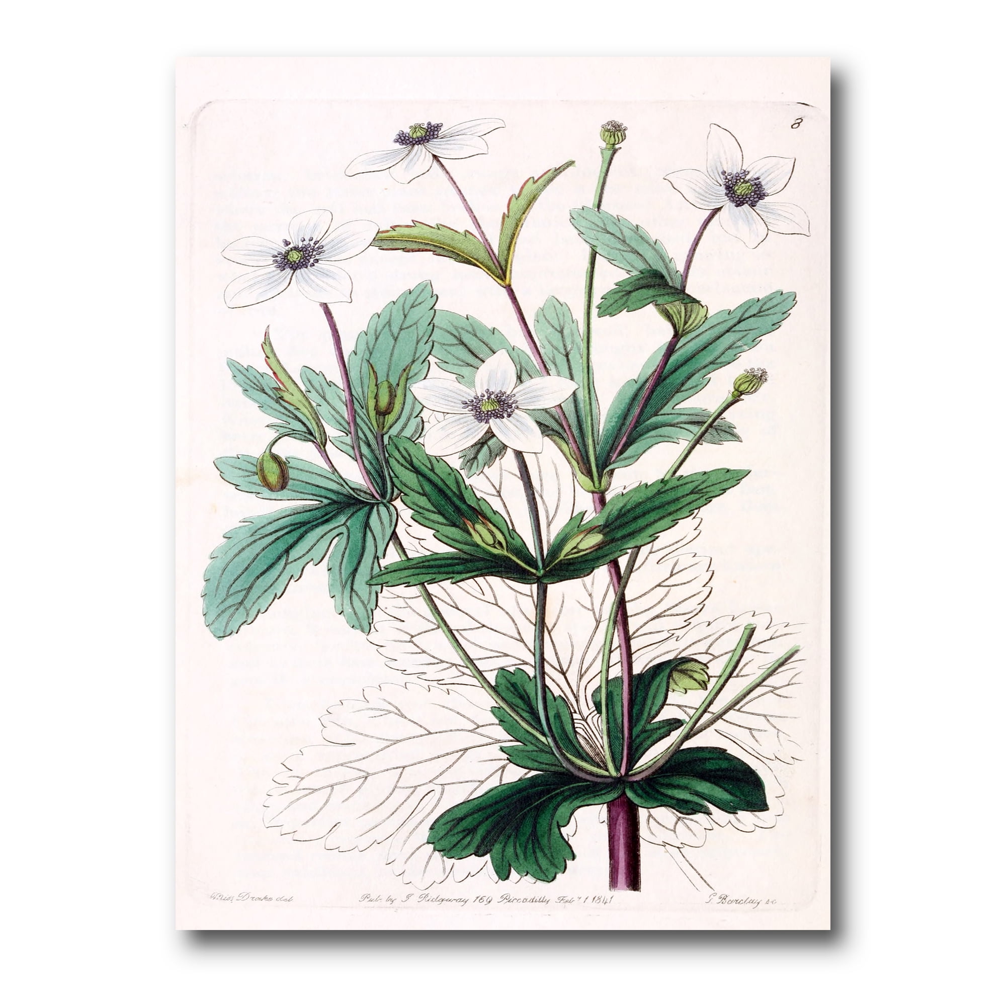 Designart ' Ancient Plant Life XXI ' Traditional Canvas Wall Art Print