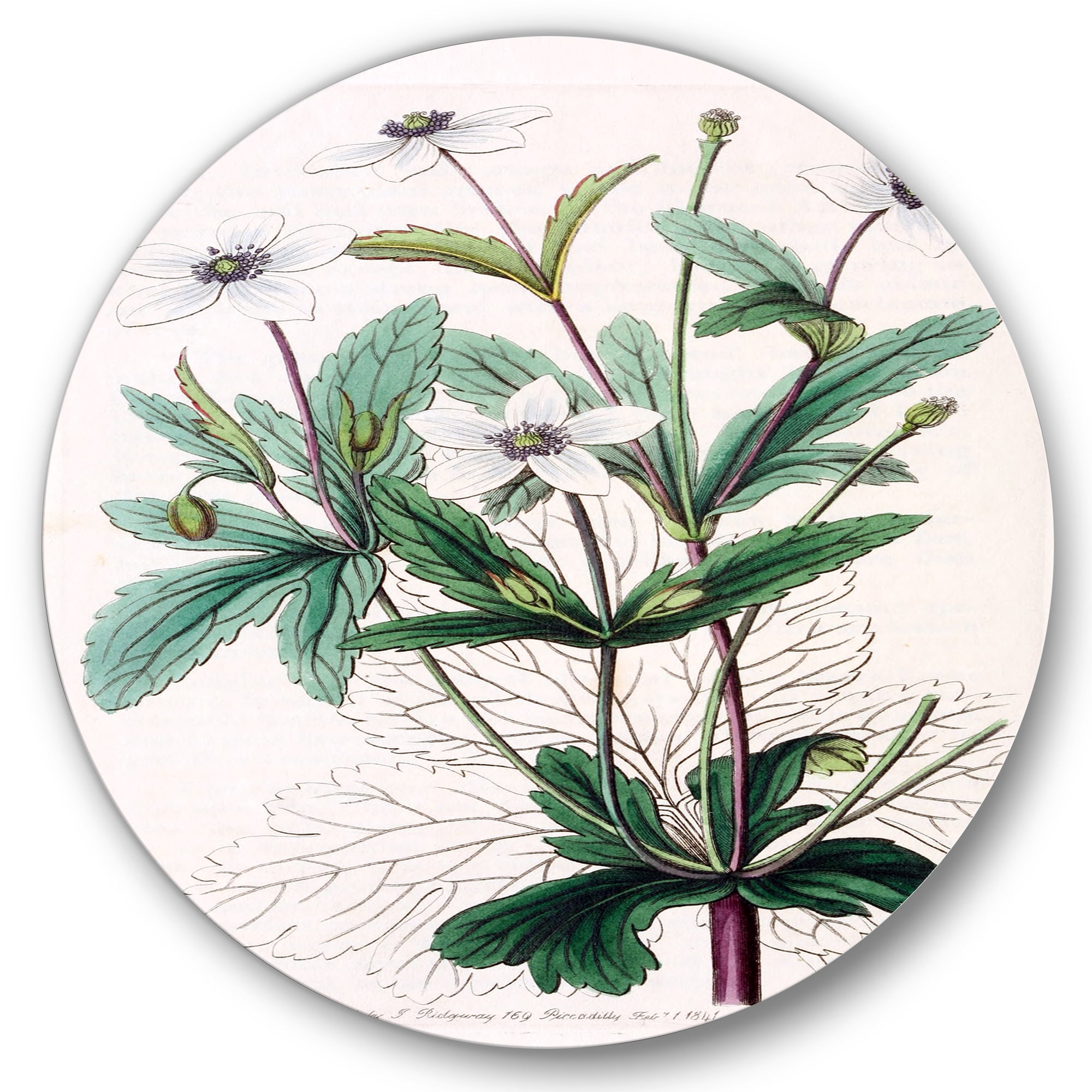 Designart 'Ancient Plant Life XXI' Traditional Circle Metal Wall Art 29x29 - Disc of 29