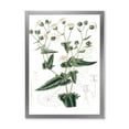 thumbnail image 1 of Designart 'Ancient Plant Life XXII' Traditional Framed Art Print, 1 of 4