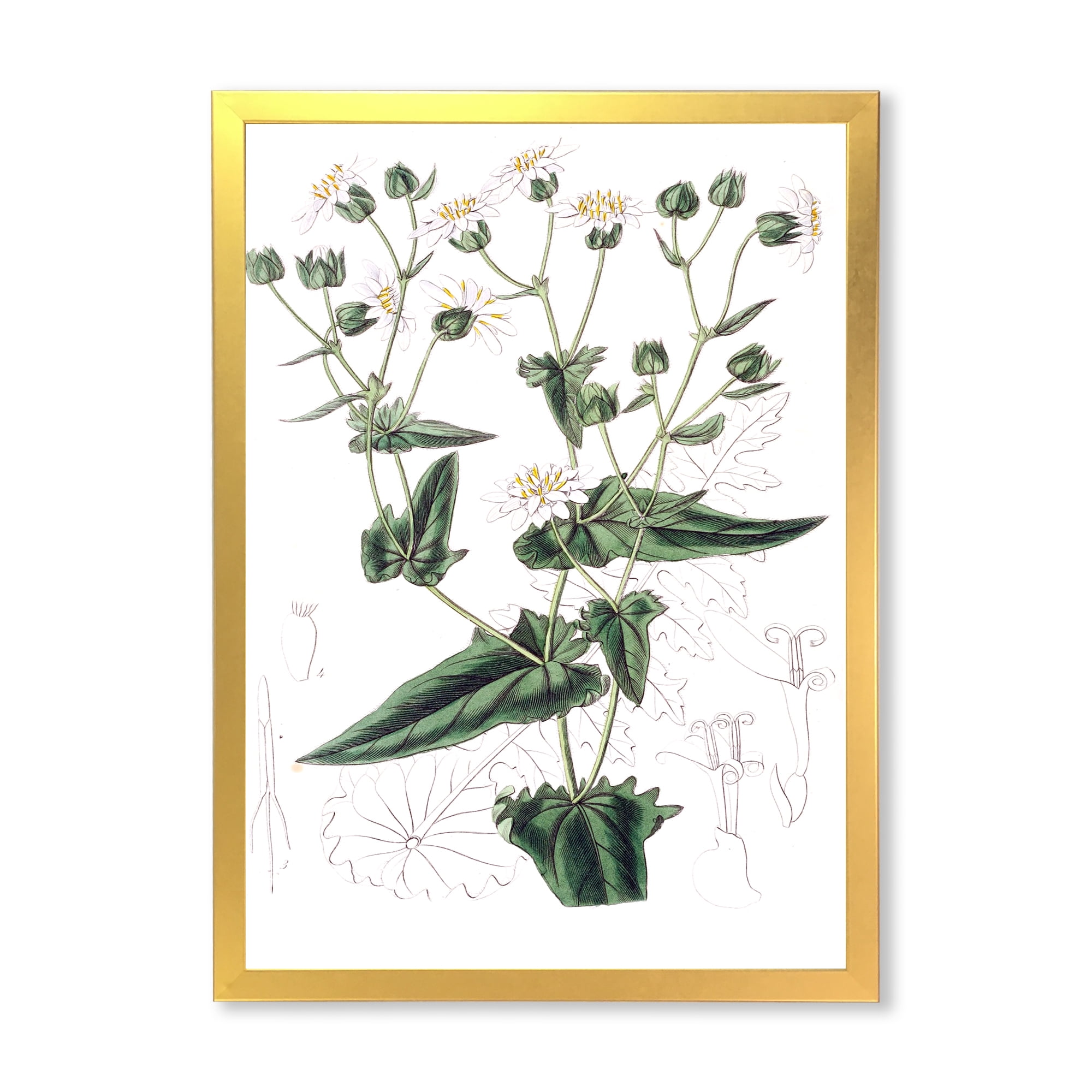Designart 'Ancient Plant Life XXII' Traditional Framed Art Print