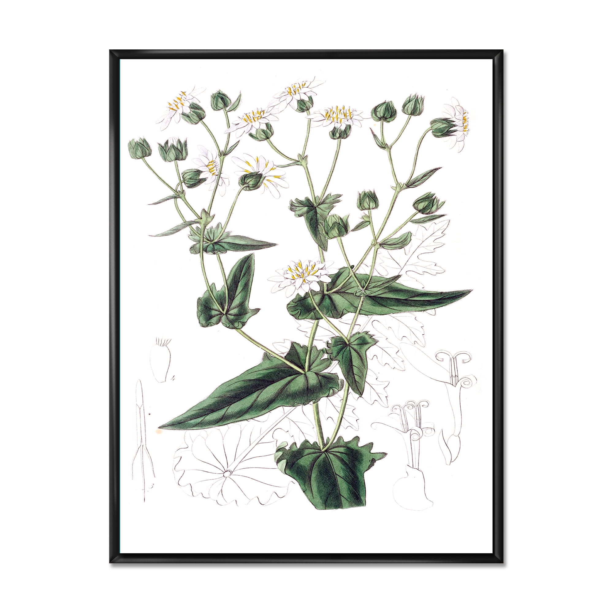 Designart 'Ancient Plant Life XXII' Traditional Framed Canvas Wall Art Print