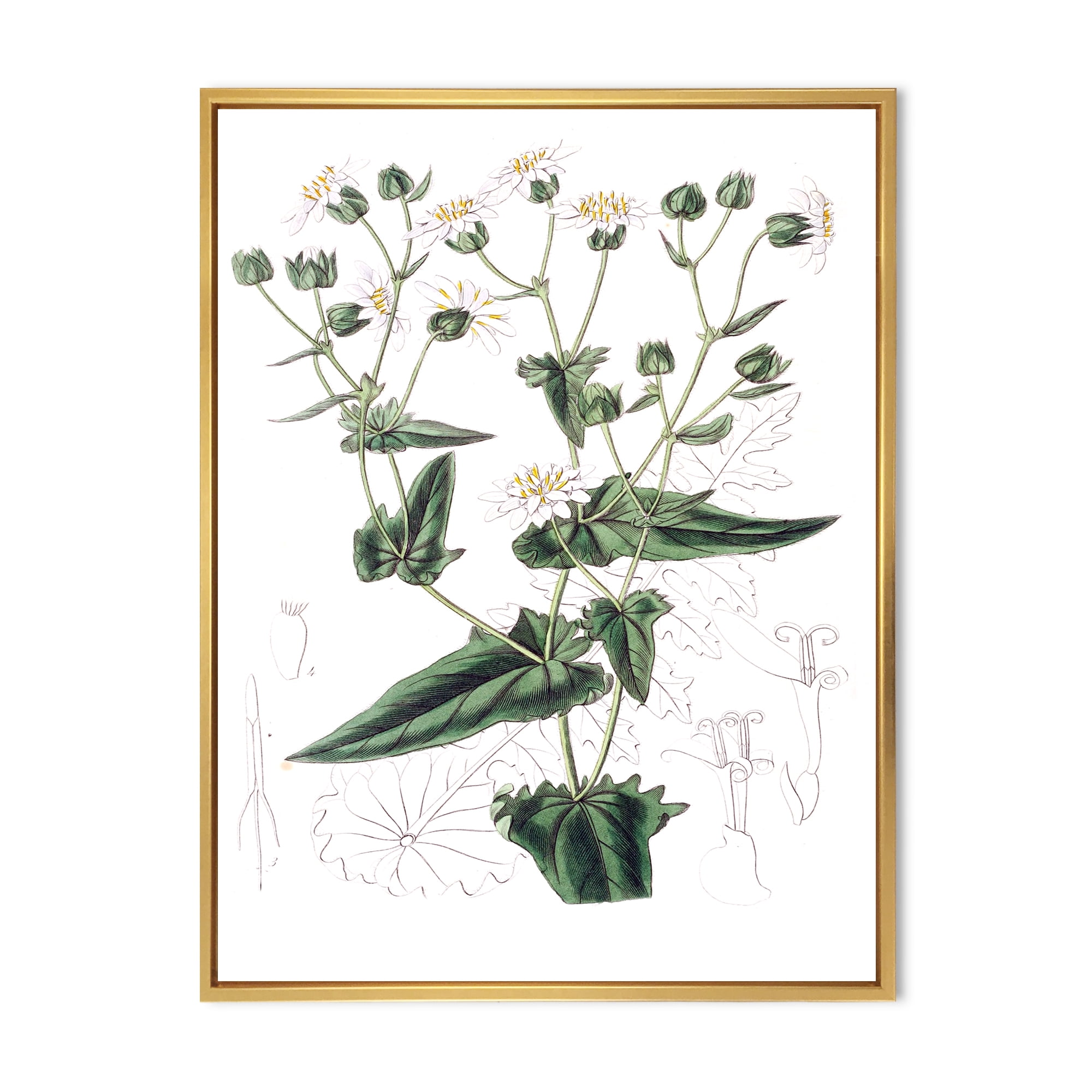 Designart 'Ancient Plant Life XXII' Traditional Framed Canvas Wall Art Print