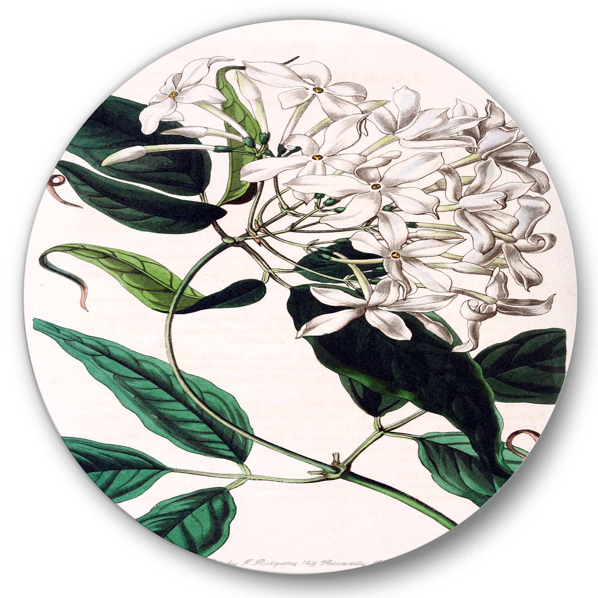 Designart 'Ancient Plant Life XXIV' Traditional Circle Metal Wall Art 29x29 - Disc of 29