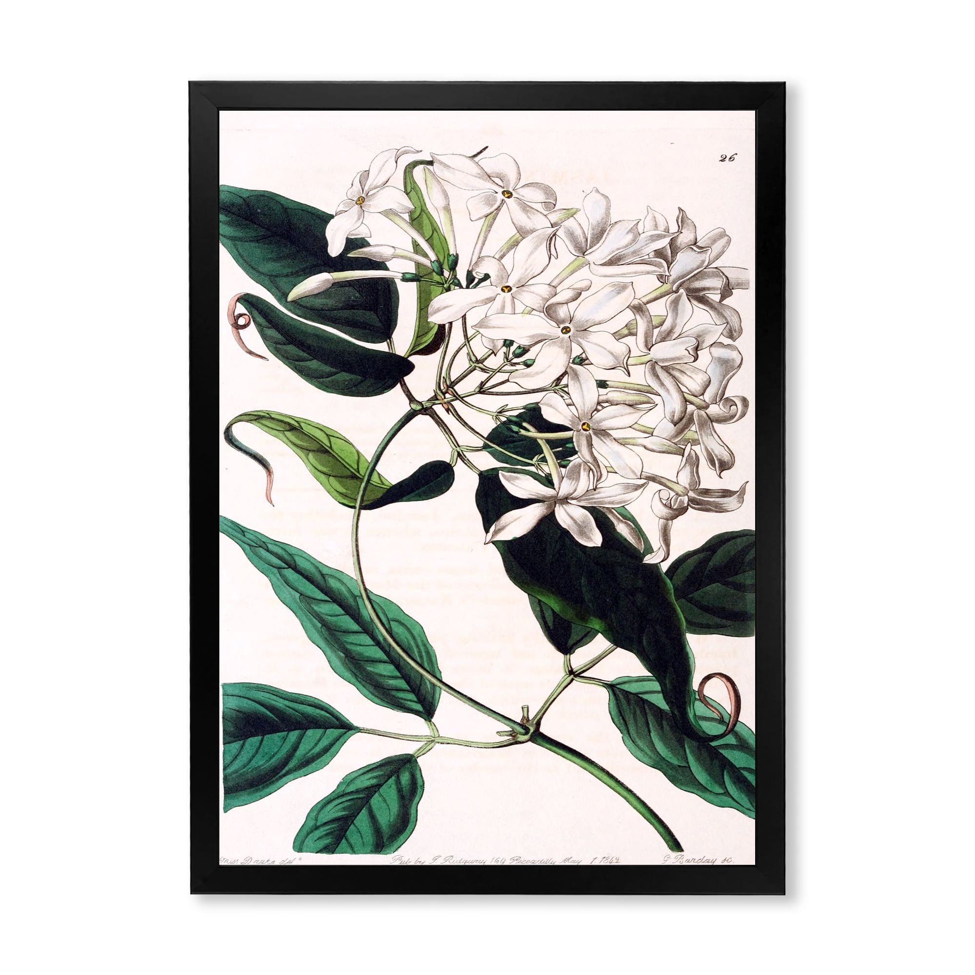 Designart 'Ancient Plant Life XXIV' Traditional Framed Art Print