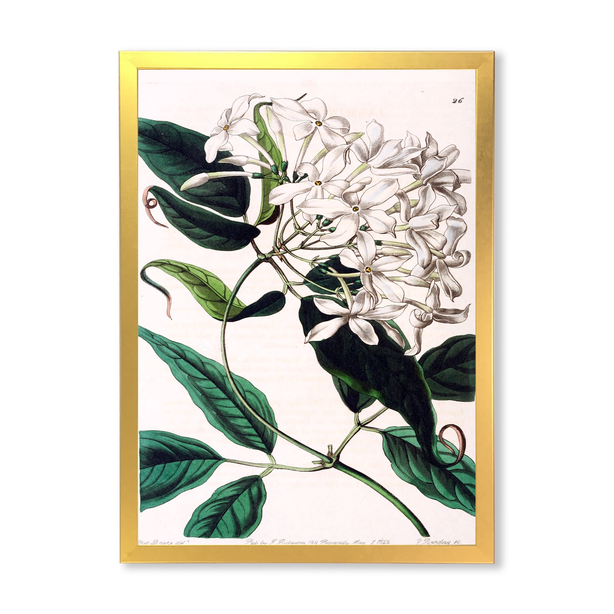 Designart 'Ancient Plant Life XXIV' Traditional Framed Art Print
