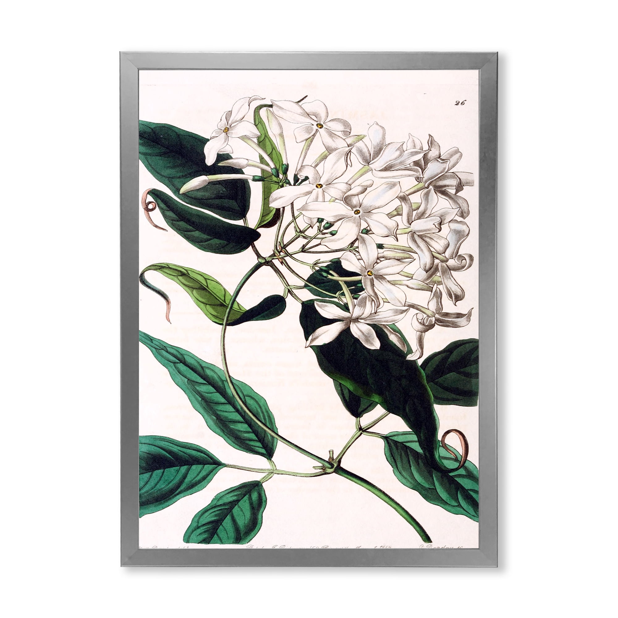 Designart 'Ancient Plant Life XXIV' Traditional Framed Art Print