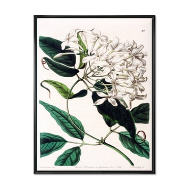 Designart 'Ancient Plant Life XXIV' Traditional Framed Canvas Wall Art Print
