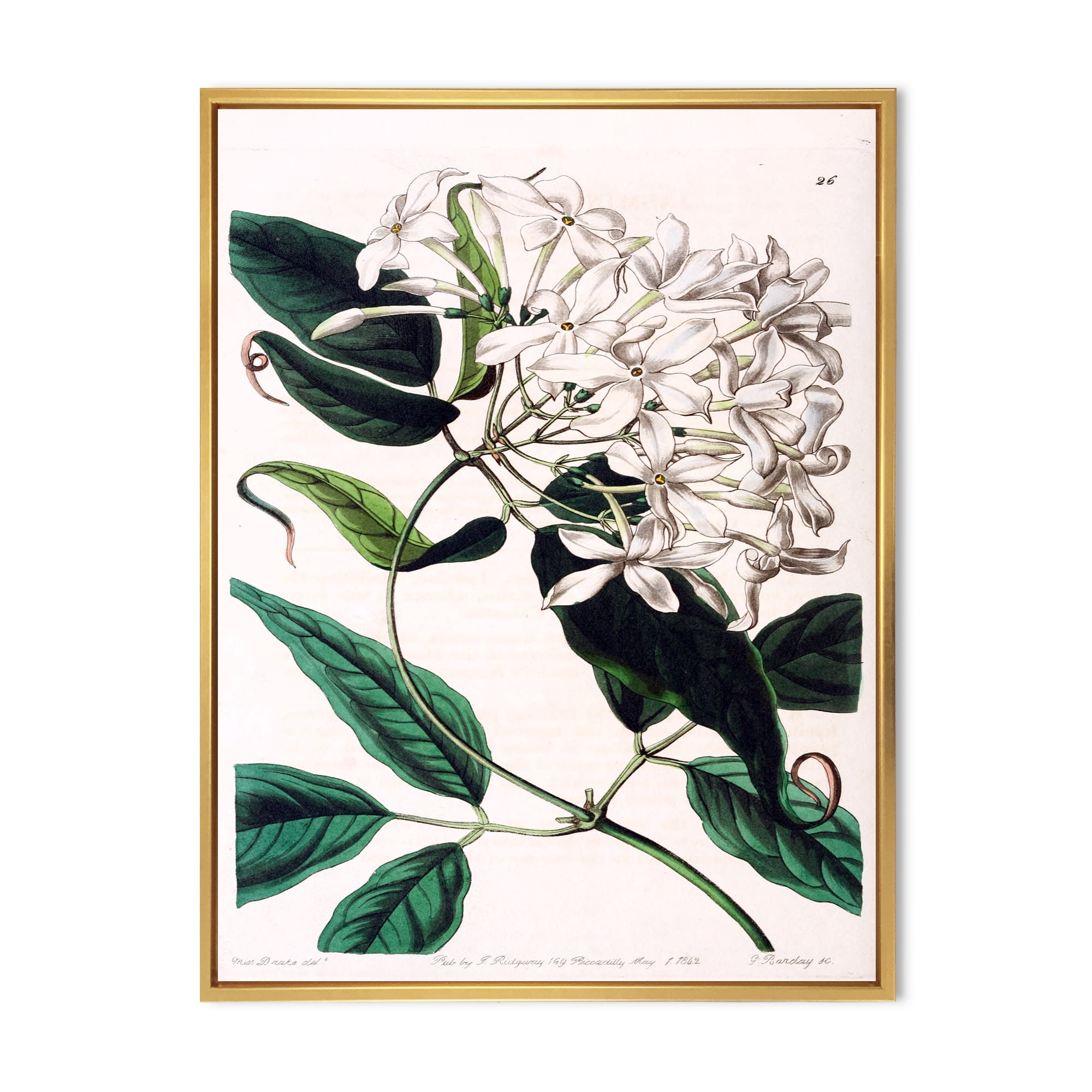 Designart 'Ancient Plant Life XXIV' Traditional Framed Canvas Wall Art Print