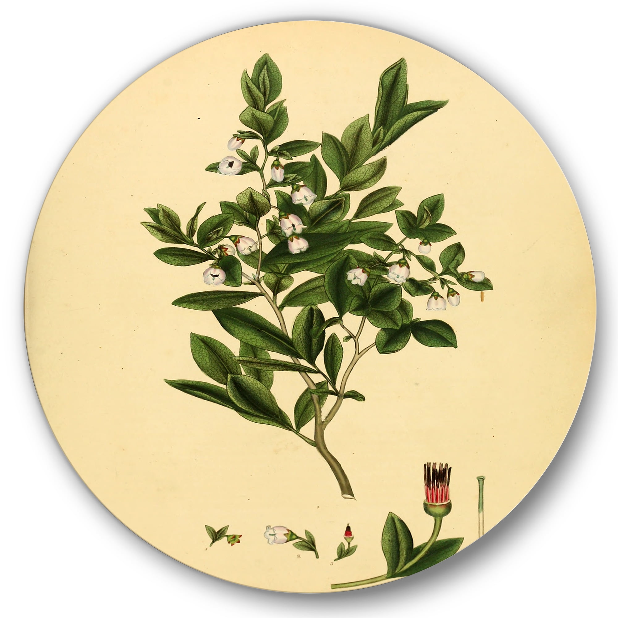 Designart 'Ancient Plant Life XXV' Traditional Circle Metal Wall Art 36x36 - Disc of 36