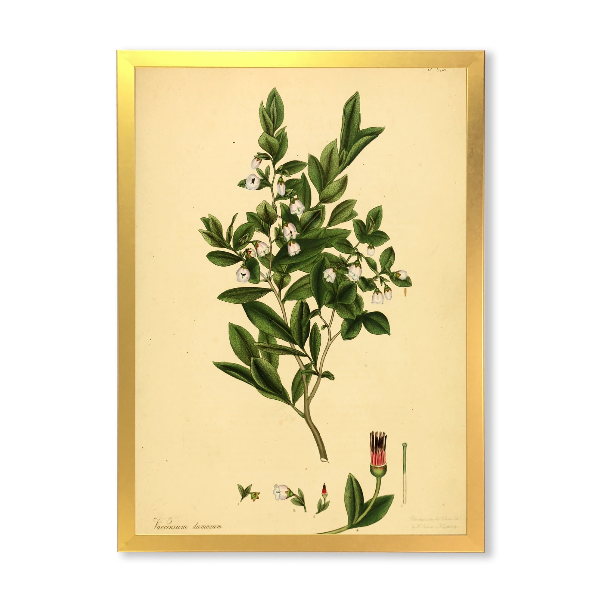 Designart 'Ancient Plant Life XXV' Traditional Framed Art Print