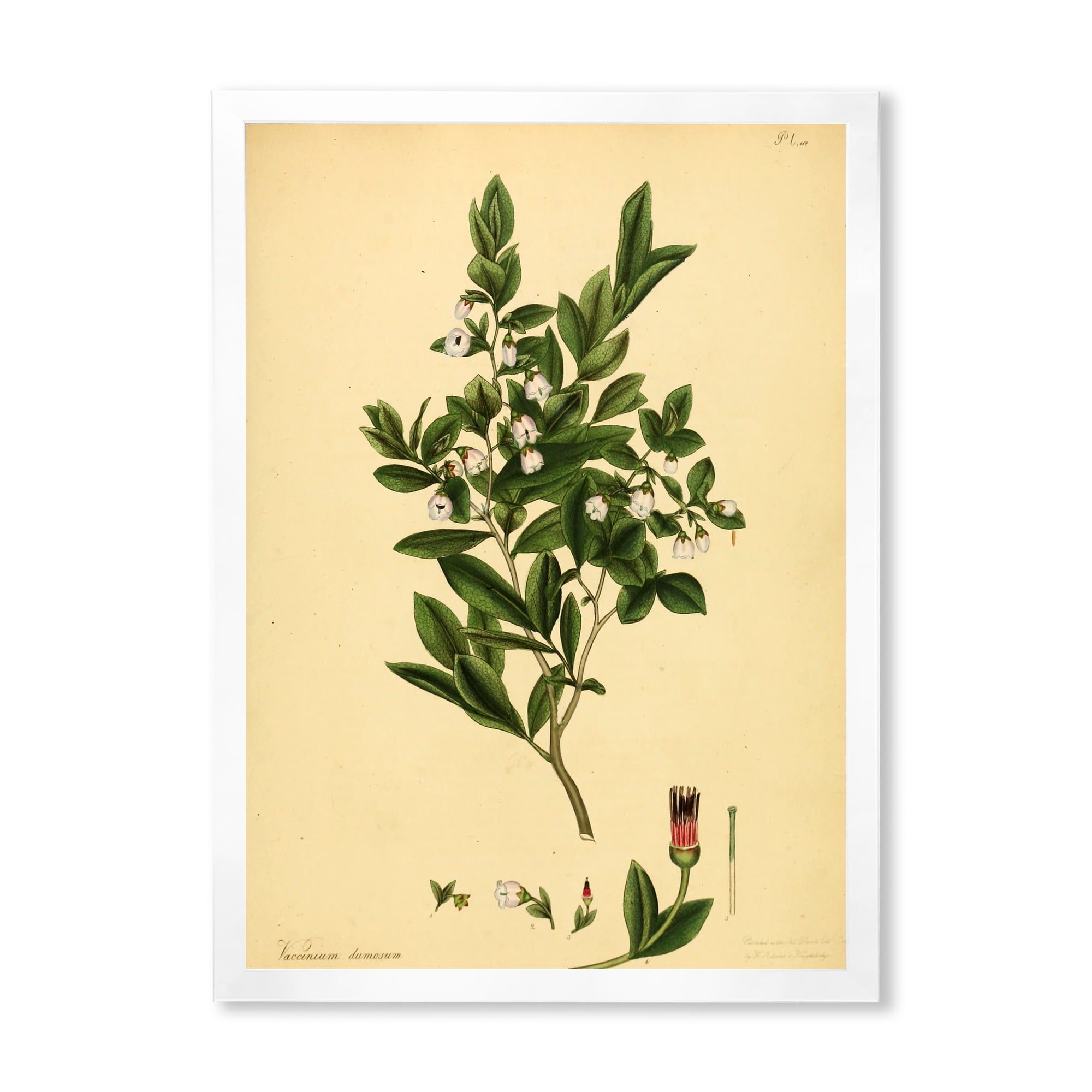 Designart 'Ancient Plant Life XXV' Traditional Framed Art Print