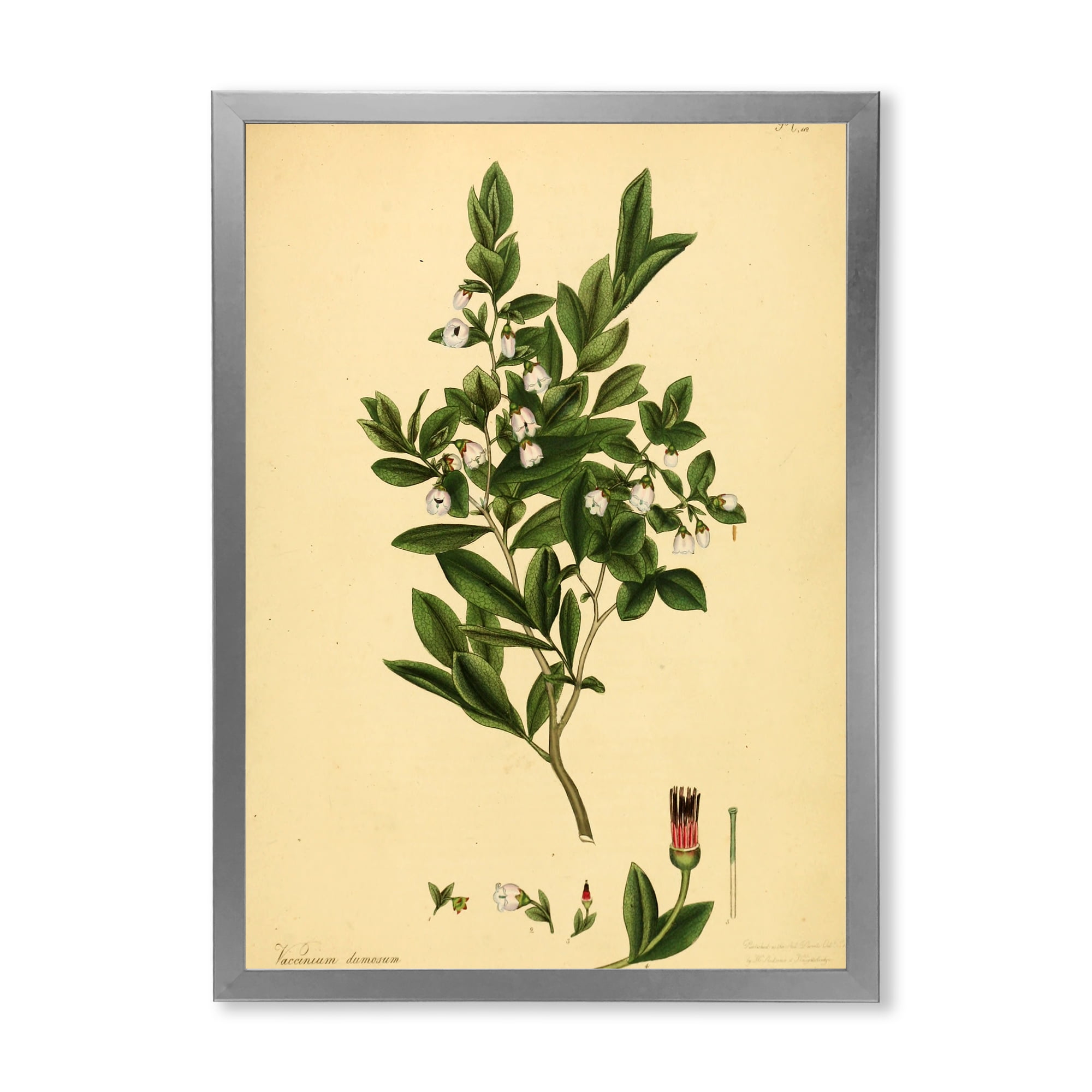 Designart 'Ancient Plant Life XXV' Traditional Framed Art Print