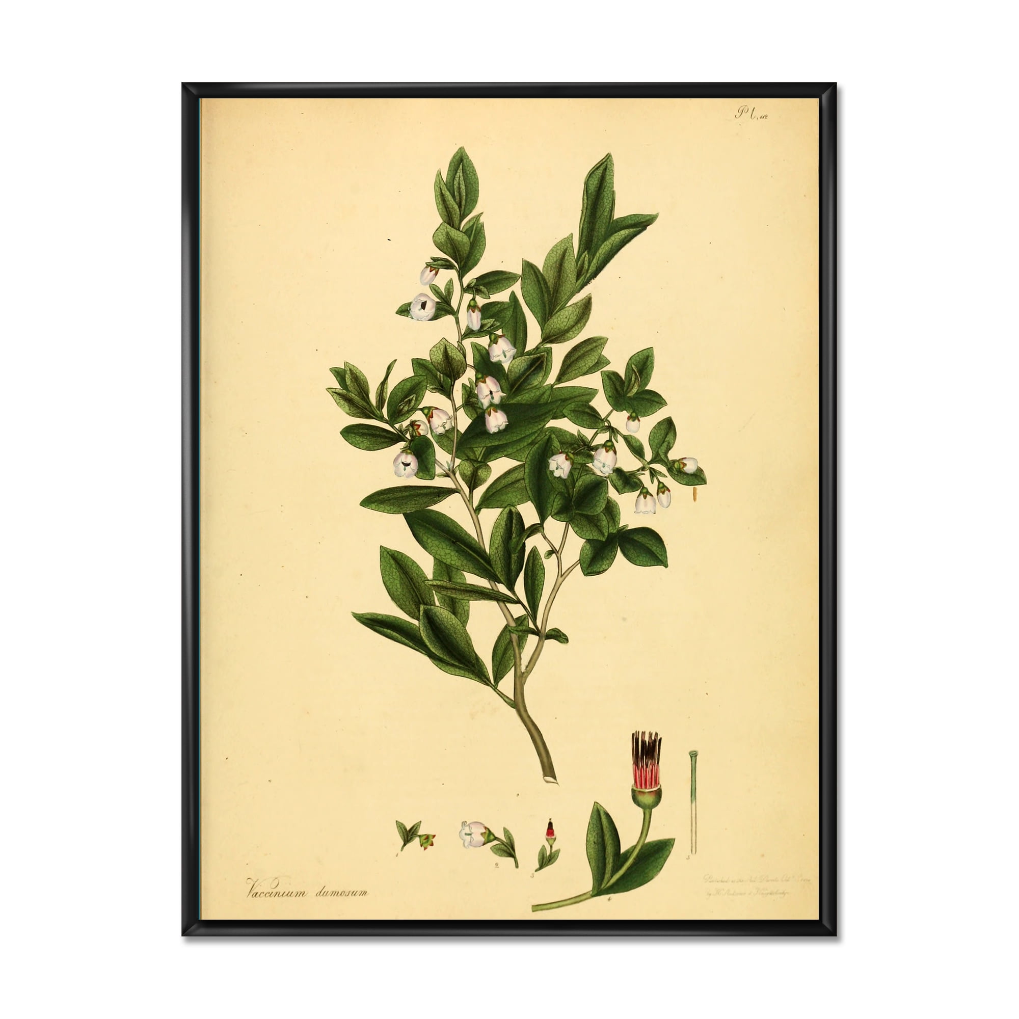 Designart 'Ancient Plant Life XXV' Traditional Framed Canvas Wall Art Print