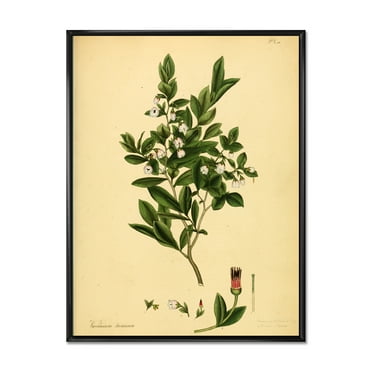 Designart 'Ancient Plant Life XXV' Traditional Framed Canvas Wall Art Print