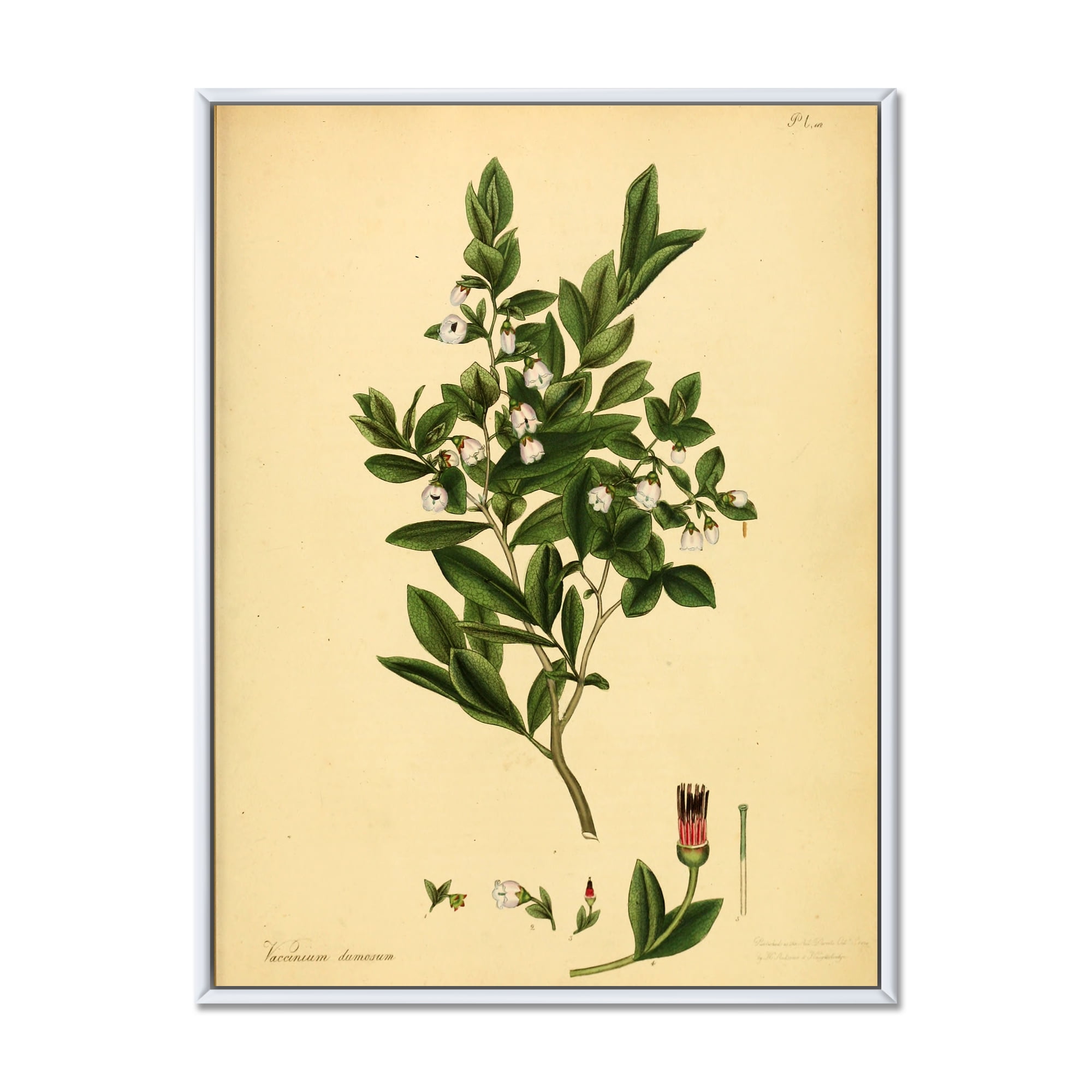 Designart 'Ancient Plant Life XXV' Traditional Framed Canvas Wall Art Print