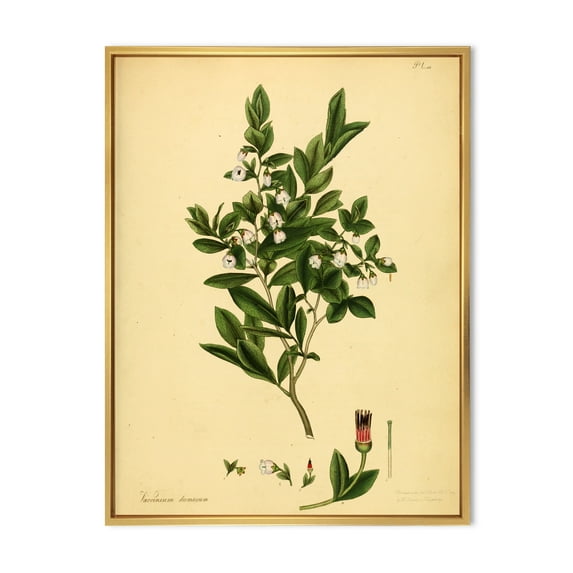 Designart 'Ancient Plant Life XXV' Traditional Framed Canvas Wall Art Print