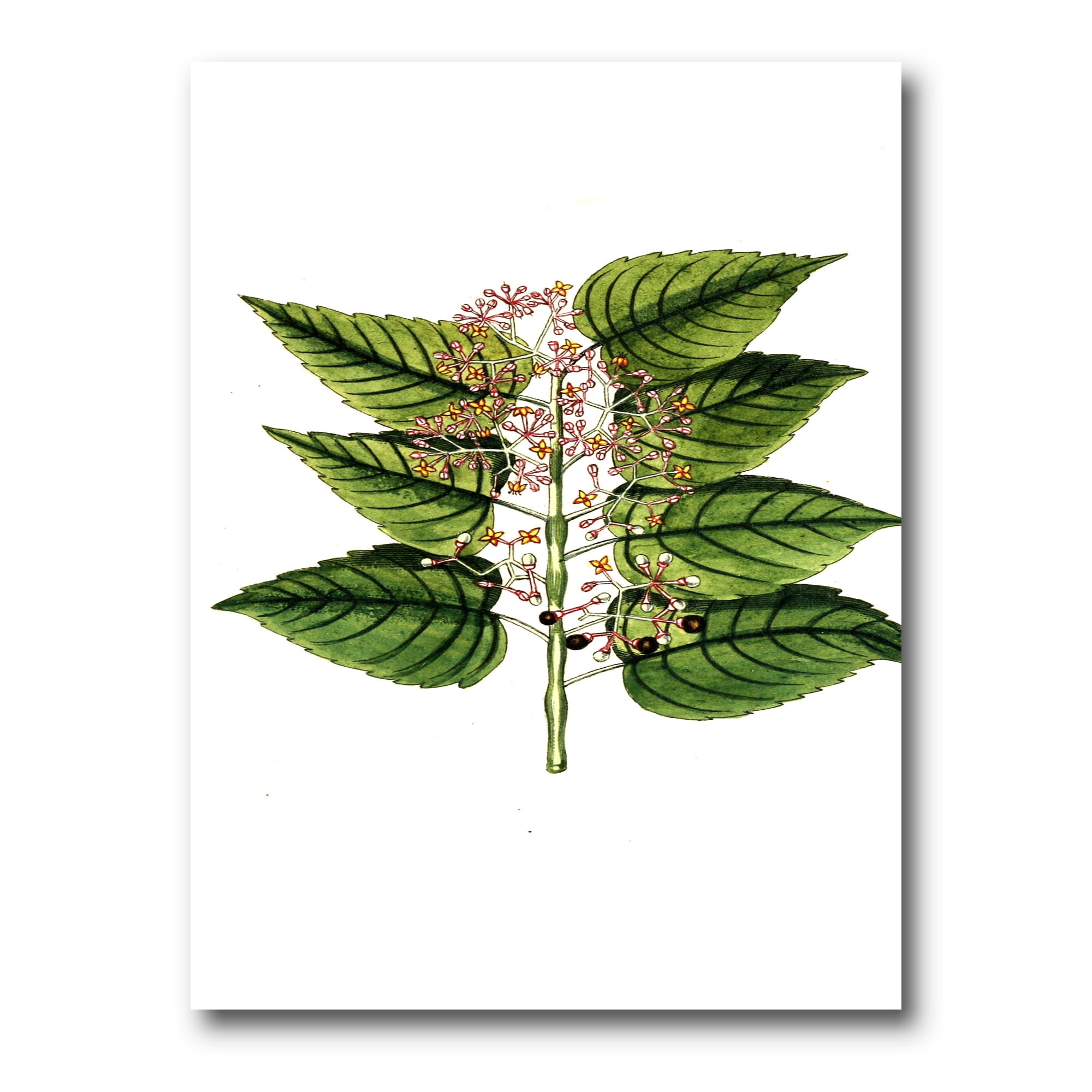 Designart ' Ancient Plant Life XXVI ' Traditional Canvas Wall Art Print