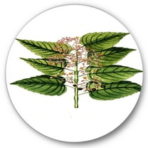 Designart 'Ancient Plant Life XXVI' Traditional Circle Metal Wall Art 36x36 - Disc of 36