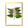 thumbnail image 1 of Designart 'Ancient Plant Life XXVI' Traditional Framed Art Print, 1 of 4