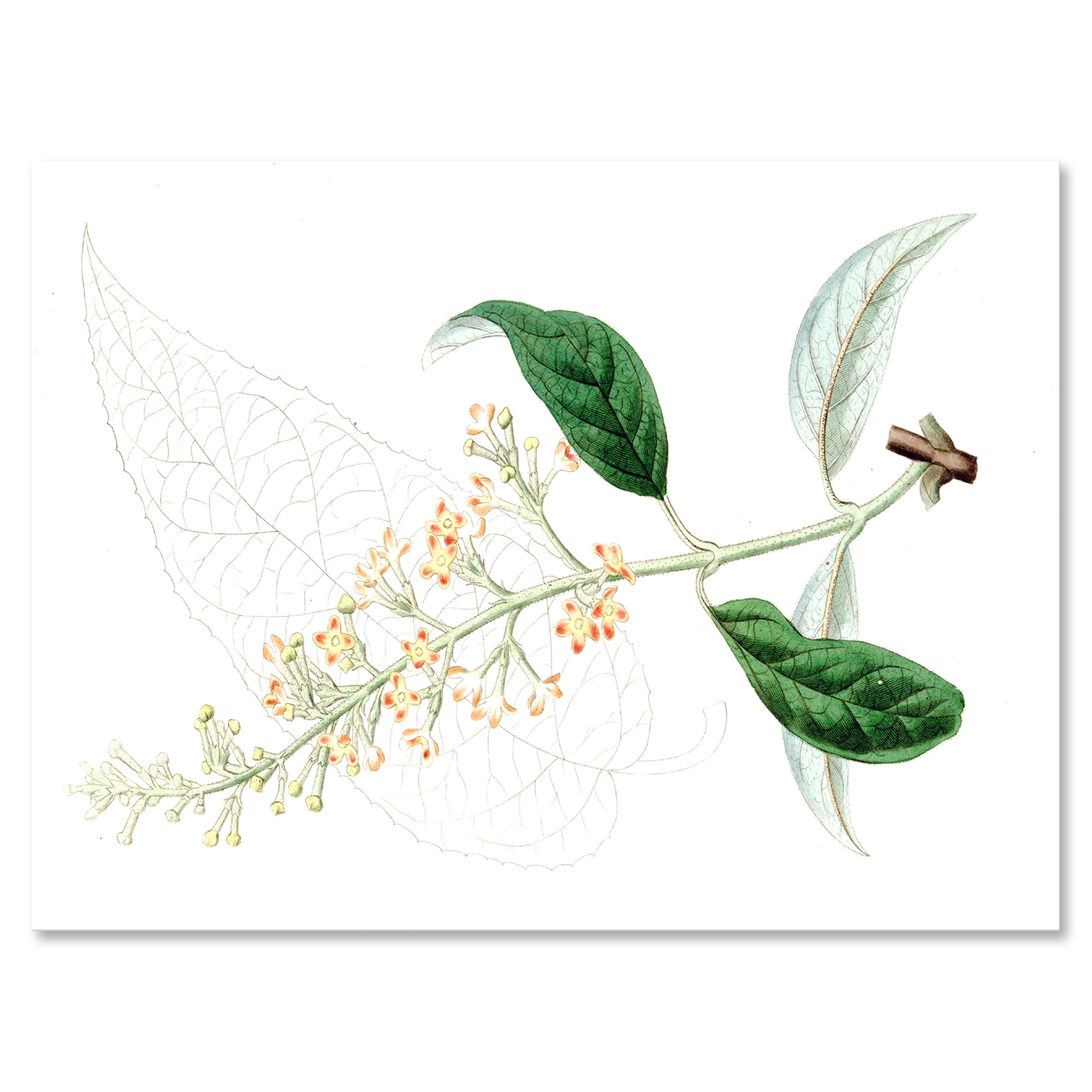 Designart ' Ancient Plant Life XXVII ' Traditional Canvas Wall Art Print