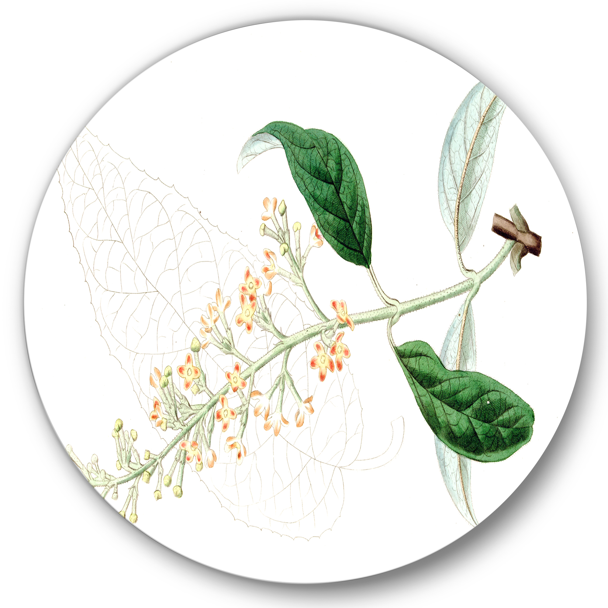 Designart 'Ancient Plant Life XXVII' Traditional Circle Metal Wall Art 36x36 - Disc of 36
