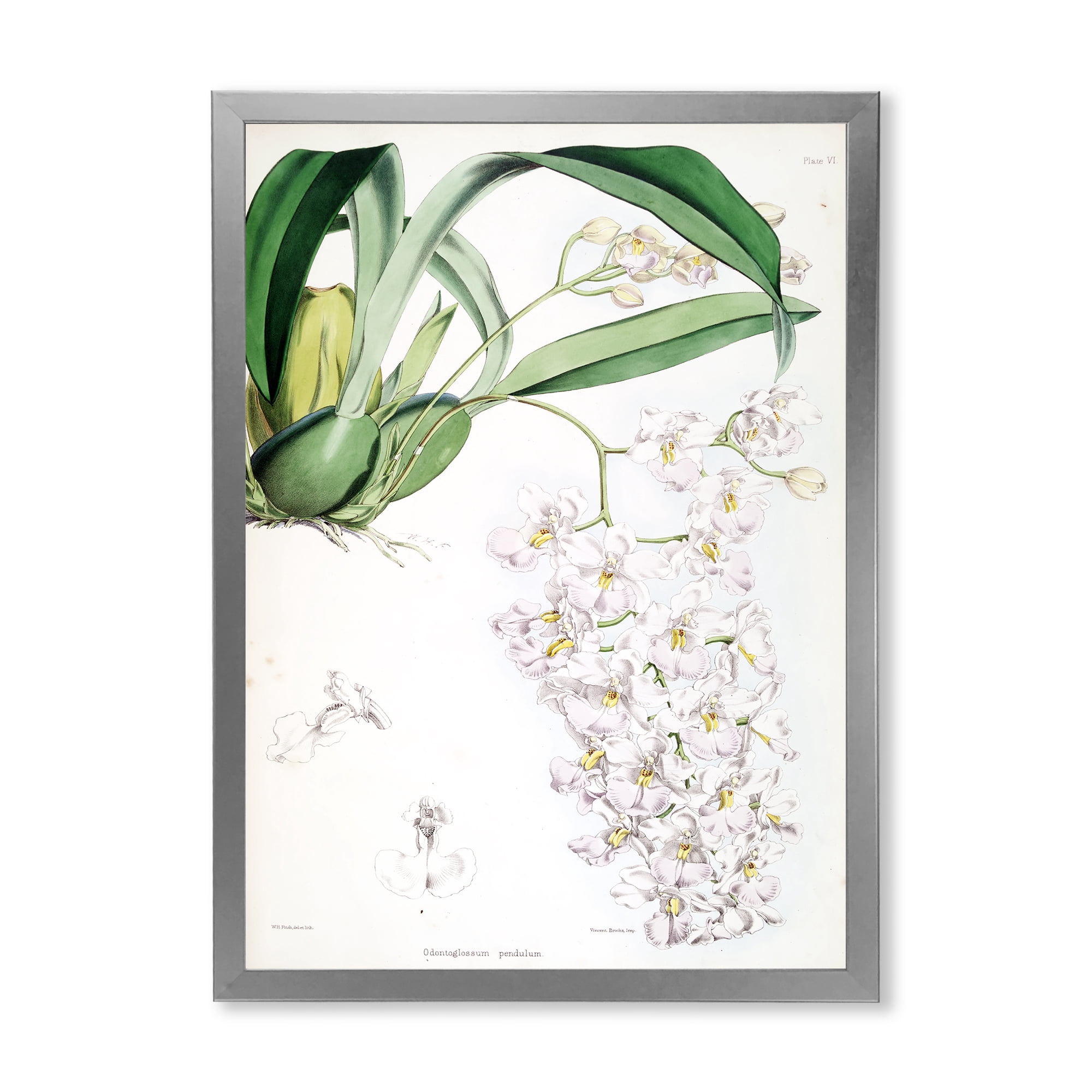 Designart 'Ancient White Orchid II' Traditional Framed Art Print