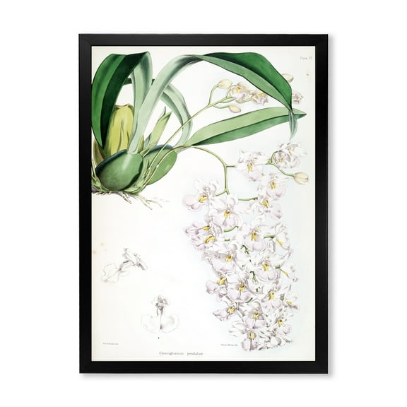 Designart 'Ancient White Orchid II' Traditional Framed Art Print