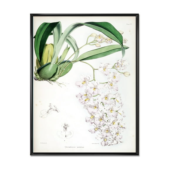 Designart 'Ancient White Orchid II' Traditional Framed Canvas Wall Art Print