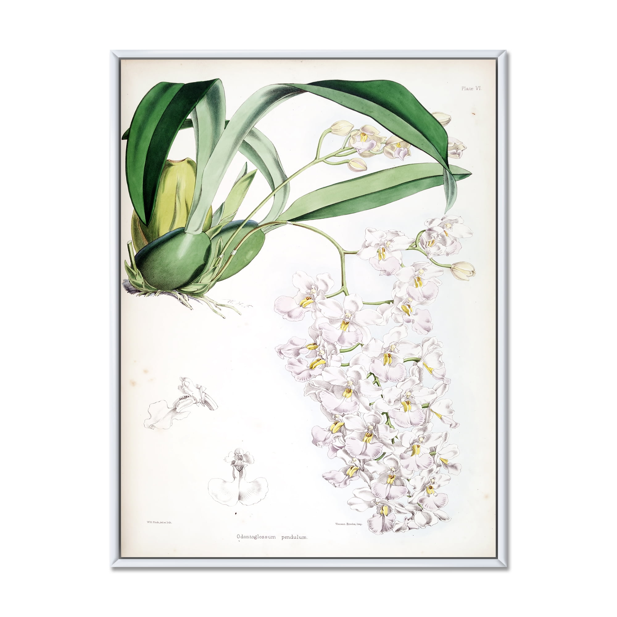 Designart 'Ancient White Orchid II' Traditional Framed Canvas Wall Art Print