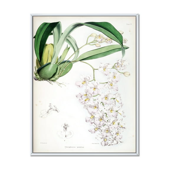 Designart 'Ancient White Orchid II' Traditional Framed Canvas Wall Art Print