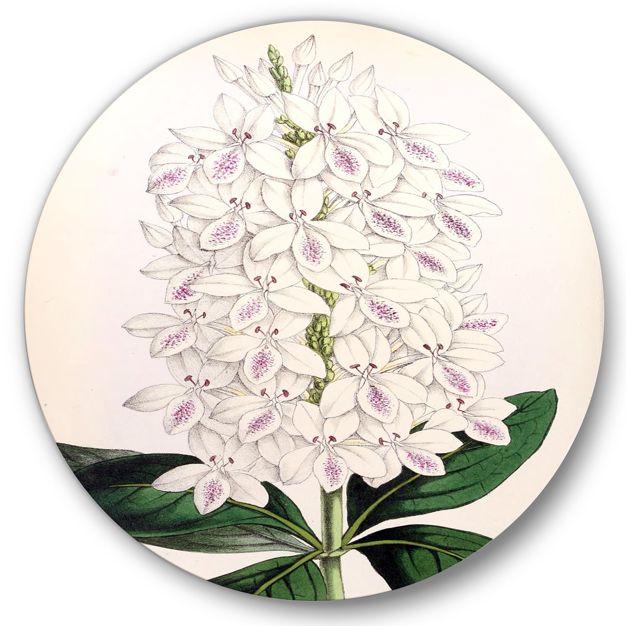 Designart 'Ancient White Orchid III' Traditional Circle Metal Wall Art 23x23 - Disc of 23