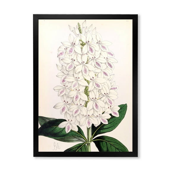 Designart 'Ancient White Orchid III' Traditional Framed Art Print