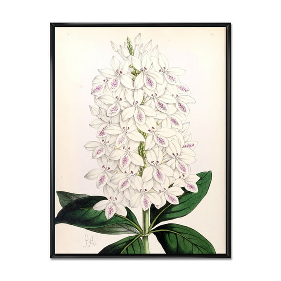 Designart 'Ancient White Orchid III' Traditional Framed Canvas Wall Art Print