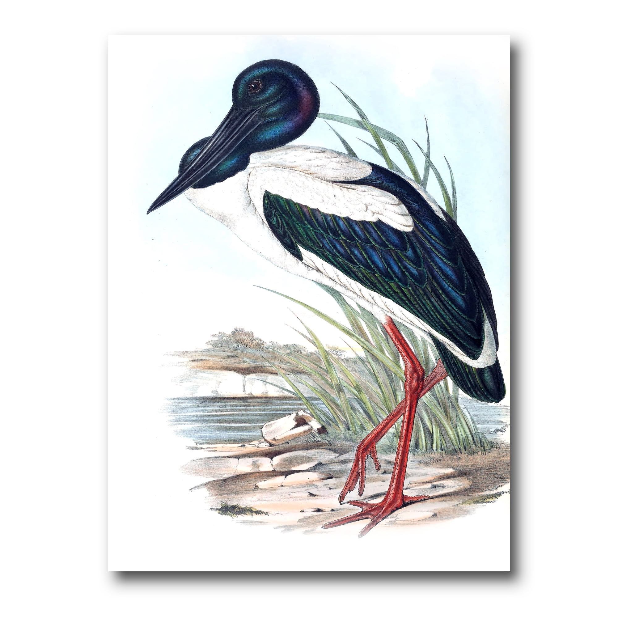 Designart ' Australian Vintage Birds I ' Traditional Canvas Wall Art Print